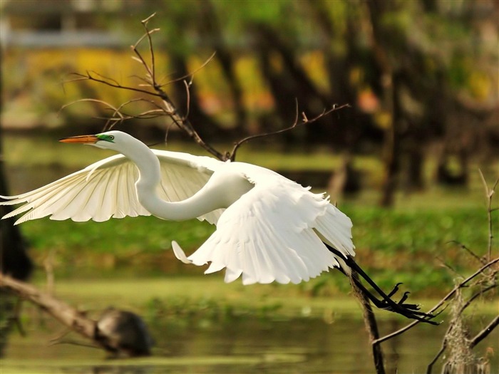 encontrar el fondo de pantalla de fotografía de aves increíble de la tortuga Vistas:10892