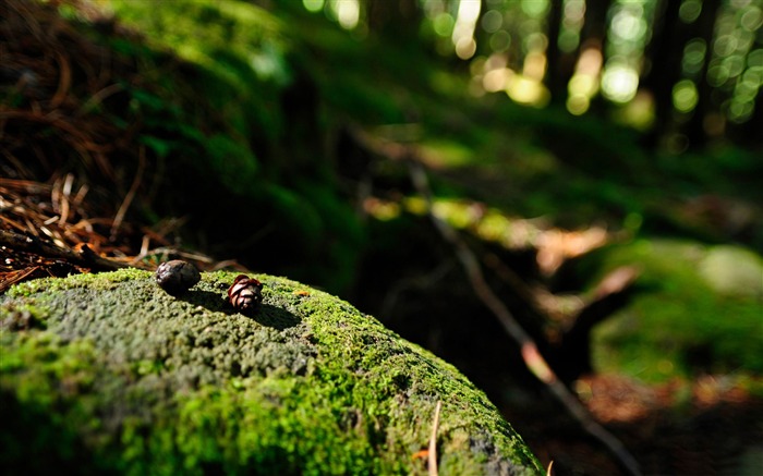 fir cones-forest landscape desktop wallpaper Views:12083 Date:2012/1/23 20:40:17