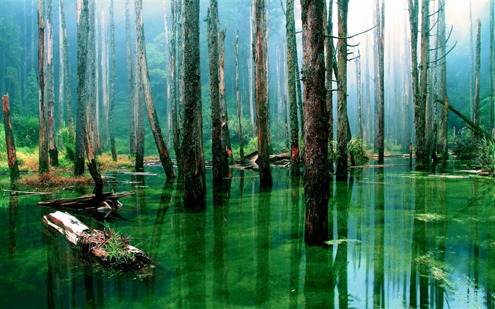 flooded forest-forest landscape desktop wallpaper Views:37950 Date:2012/1/23 20:41:09