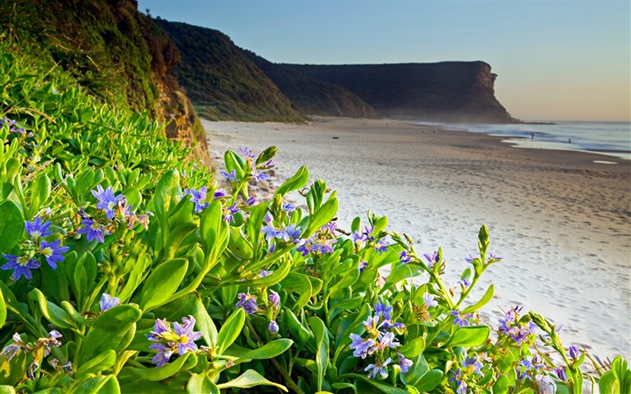 Bloom during the rainy season-Flowers Desktop Wallpaper Views:34476