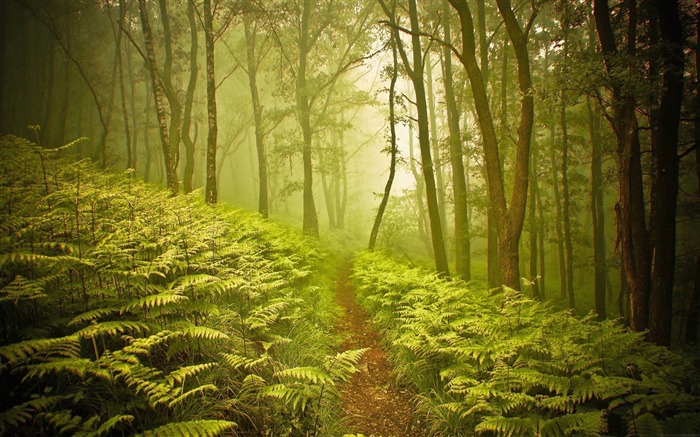 forest path-forest landscape desktop wallpaper Views:18243 Date:2012/1/23 20:42:47