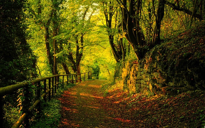 forest road-forest landscape desktop wallpaper Views:39271 Date:2012/1/23 20:43:28