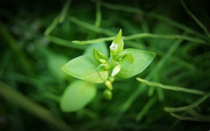 grass flowers-spring landscape desktop wallpaper Views:10783 Date:2012/1/22 14:56:44