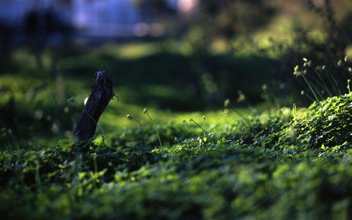 grass level-Macro photography series theme wallpaper Views:13281 Date:2012/1/1 17:26:32