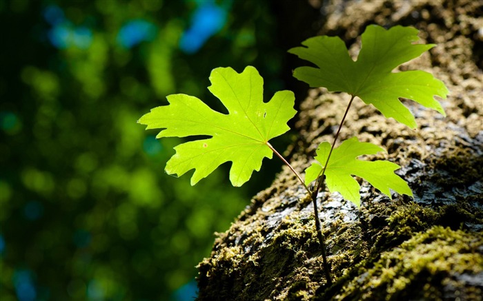 green leaves and moss-forest landscape desktop wallpaper Views:13651 Date:2012/1/23 20:44:23