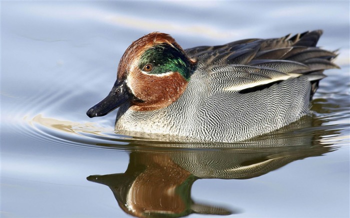 papel de parede de fundo de tema de crecca-bird de cerceta com asas verdes Visualizações:9102