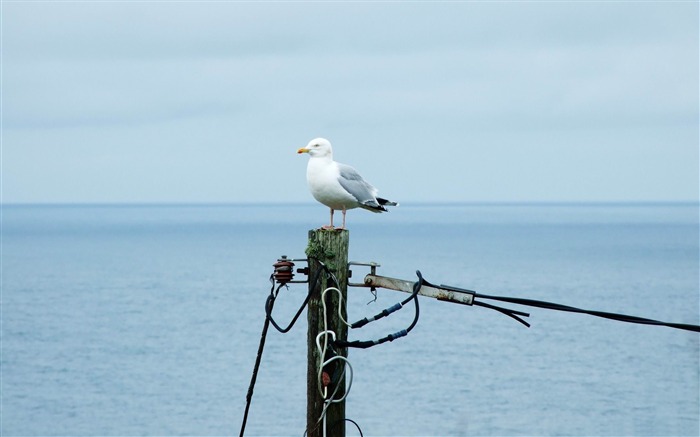 L'Assistant de la nature-wallpaper thème des oiseaux Vues:24769