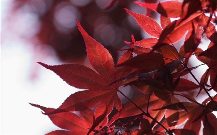 japonaise feuilles d'érable au printemps-beau printemps papier peint de bureau Vues:11138