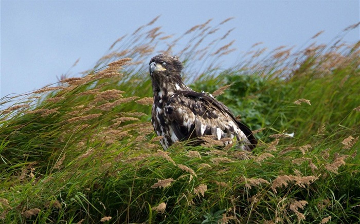 águia careca juvenil mcneil river alaska-bird tema papel de parede de mesa Visualizações:9391