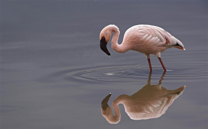 menor lago flamingo lago nakuru parque nacional kenya-pássaro tema papel de parede Visualizações:9049