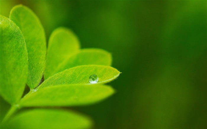 Papel pintado del tema de la serie de fotografía macro Vistas:27432