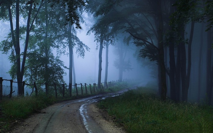 misty road-forest landscape desktop wallpaper Views:28189 Date:2012/1/23 20:46:37