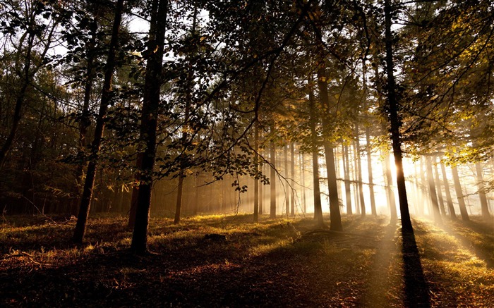 mystical forest-forest landscape desktop wallpaper Views:35172 Date:2012/1/23 20:48:42