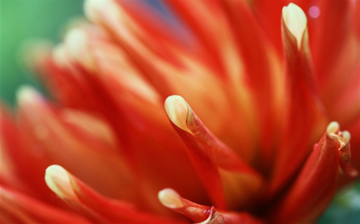 papel pintado del tema de la serie de la fotografía de la flor de la naranja Vistas:9868