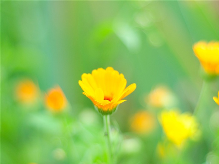 橙色的花朵關閉 - 鮮花桌面壁紙 查看次數:10289