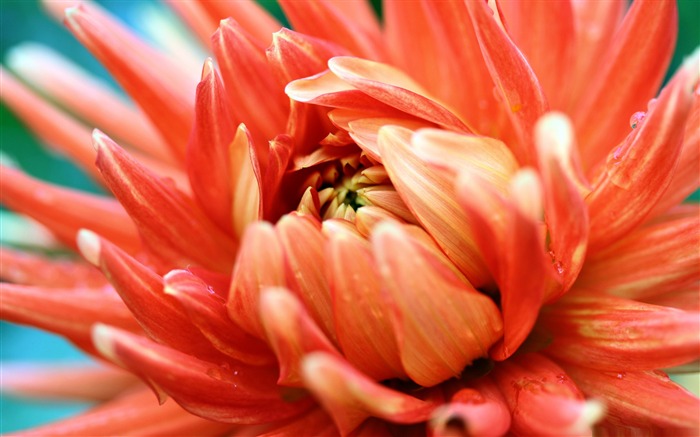 orange passion-Macro photography series theme wallpaper Views:8873 Date:2012/1/1 17:34:50