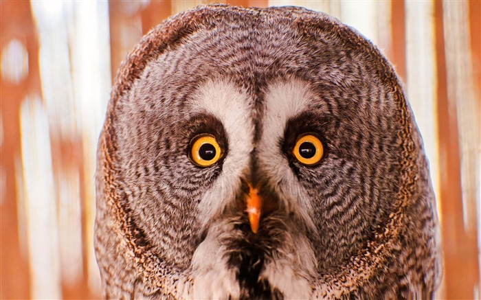 retrato de búho-increíble fotografía de aves fondo de pantalla Vistas:10620