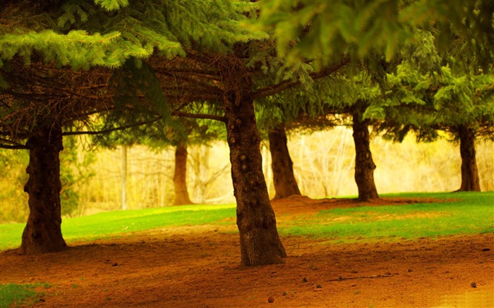 pine trees-forest landscape desktop wallpaper Views:14634 Date:2012/1/23 21:52:42