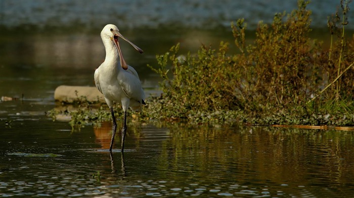 platalea leucorodia欧亚鹭-令人惊奇的鸟类摄影桌面壁纸 浏览:8514