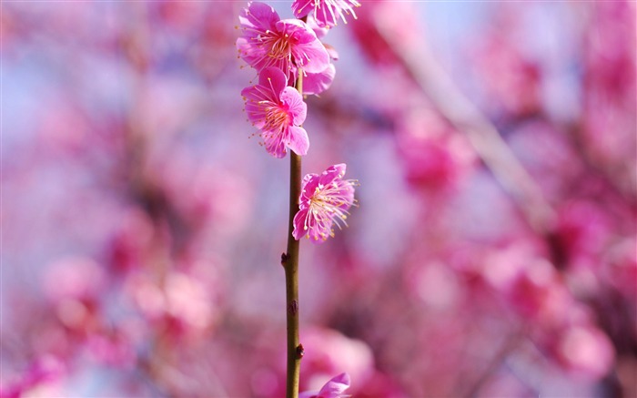 Plum Blossom-Beauty Spring Wallpaper Visualizações:13255