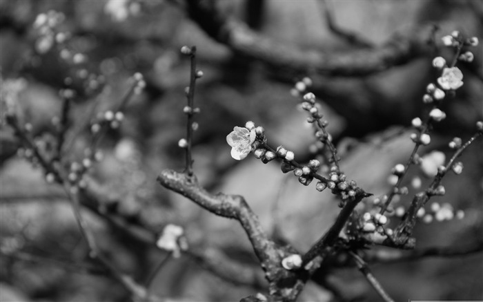 plum blossom black and white-beauty spring desktop wallpaper Views:22733 Date:2012/1/10 9:06:31