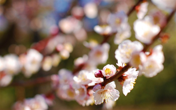 Plum Tree-Beauty Spring Wallpaper Visualizações:12040