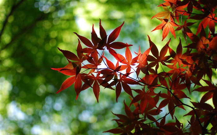 red maple tree-forest landscape desktop wallpaper Views:12335 Date:2012/1/23 21:55:36