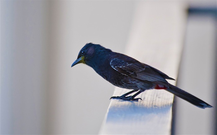 pájaro de bulbul con ventilación de color rojo-Increíble fotografía de aves fondo de pantalla Vistas:10443