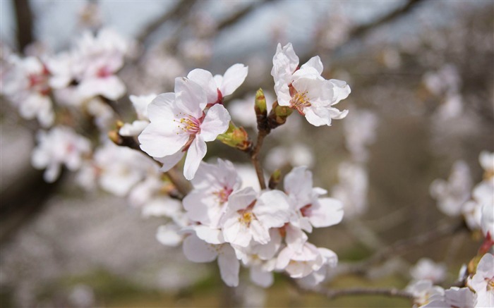 sakura-spring landscape desktop wallpaper Views:13802 Date:2012/1/22 14:57:38