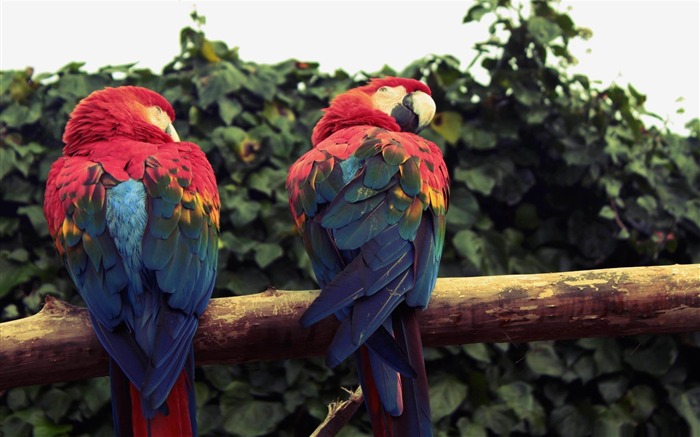 loros de guacamayo escarlata-Increíble fotografía de aves fondo de pantalla Vistas:10443