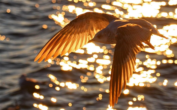 gaviota volando-Increíble fotografía de aves fondo de pantalla Vistas:9106