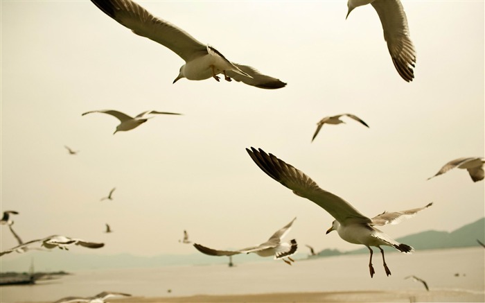 gaviotas volando en la playa-Amazing bird photography wallpaper Vistas:10091