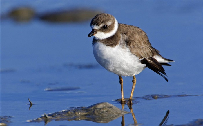 semipalmated plover sanibel island florida-bird tema papel de parede Visualizações:7867