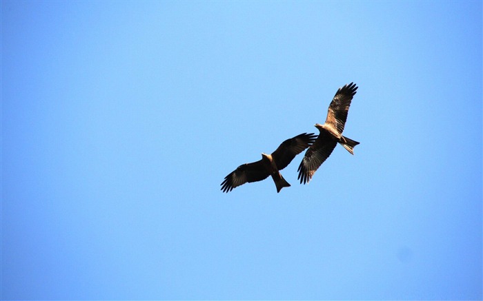 cielo lahore pakistan-Increíble fotografía de aves fondo de pantalla Vistas:8293