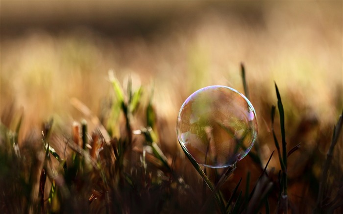 soap bubble on grass-Macro photography series theme wallpaper Views:16261 Date:2012/1/1 17:38:09