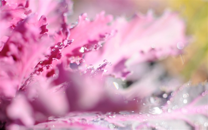 sparkling-Macro photography series theme wallpaper Vistas:9055