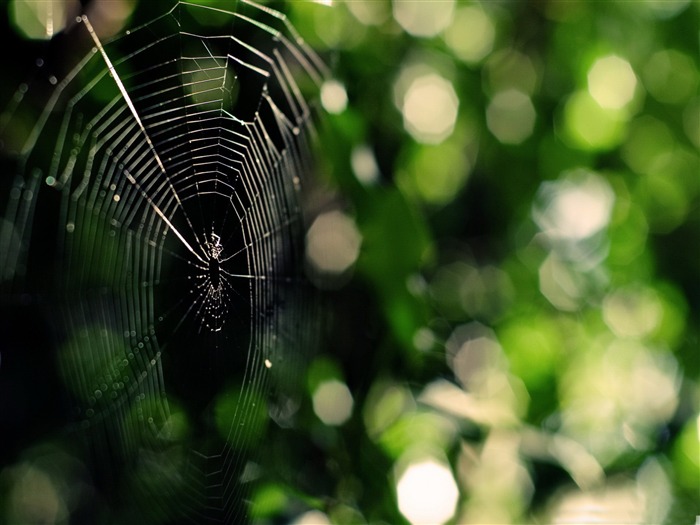 spider web-small animal desktop wallpaper Views:8651 Date:2012/1/19 12:09:02