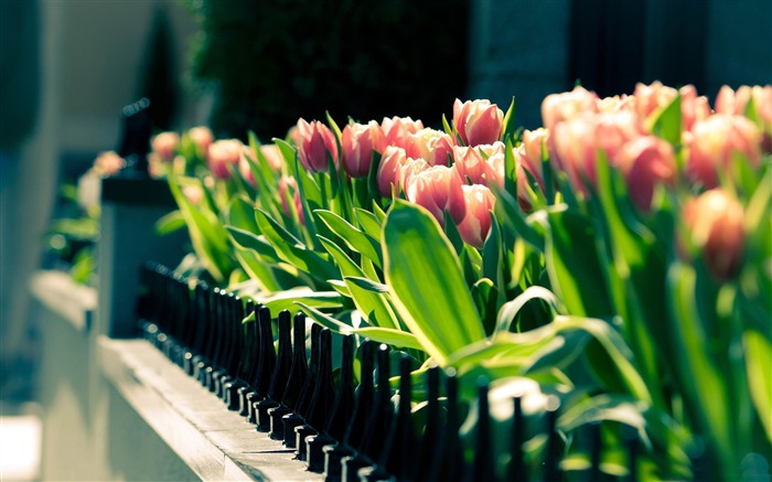 spring gathering-spring landscape desktop wallpaper Views:11927 Date:2012/1/22 15:02:18