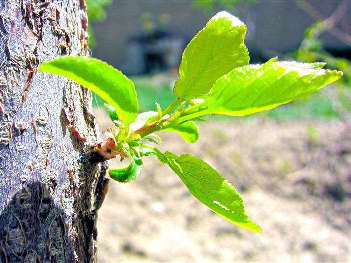 sprout-beauty spring desktop wallpaper Views:10152 Date:2012/1/10 9:13:00