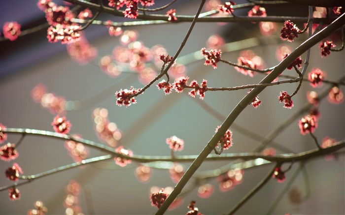 sweet-spring landscape desktop wallpaper Views:10553 Date:2012/1/22 15:06:27