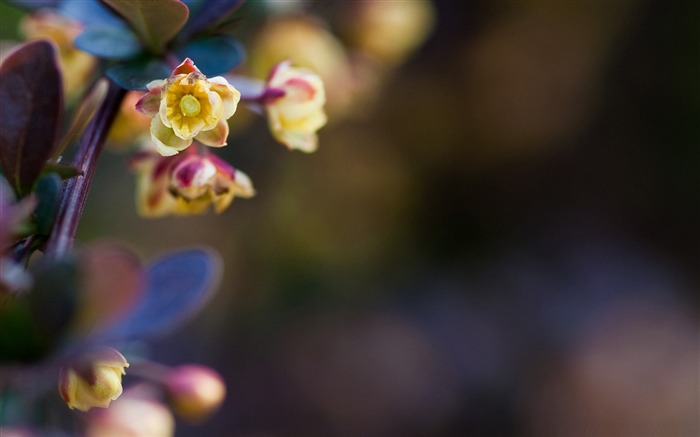 tiny flowers-Flowers Desktop Wallpaper Views:8761 Date:2012/1/1 18:54:58