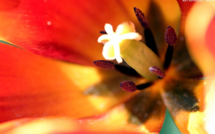 tulip stamens e pistil-flowers picture Desktop Visualizações:8270