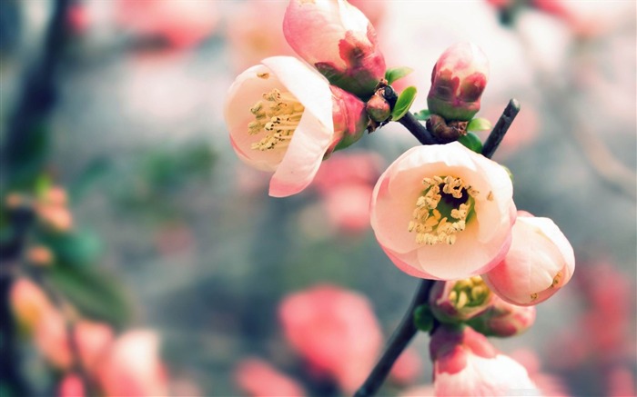 welcome spring-spring landscape desktop wallpaper Views:15277 Date:2012/1/22 15:07:06