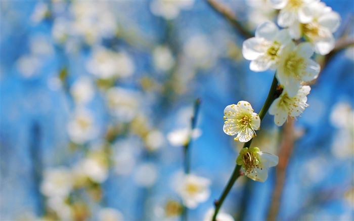 white plum blossom-beauty spring desktop wallpaper Views:20242 Date:2012/1/10 9:18:03