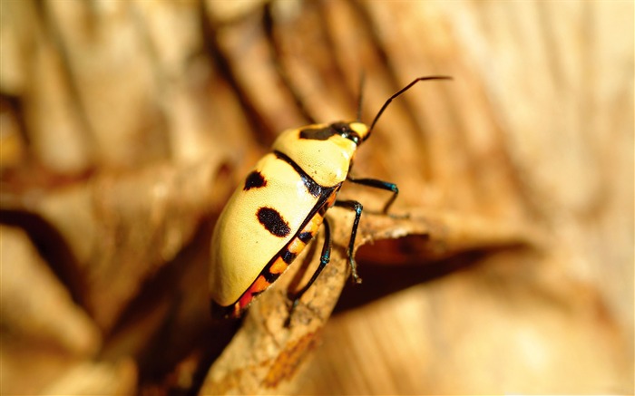 yellow bug-small animal desktop wallpaper Views:8197 Date:2012/1/19 12:10:19