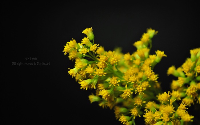 yellow flowers-Flowers Desktop Wallpaper Views:9249 Date:2012/1/1 18:56:43