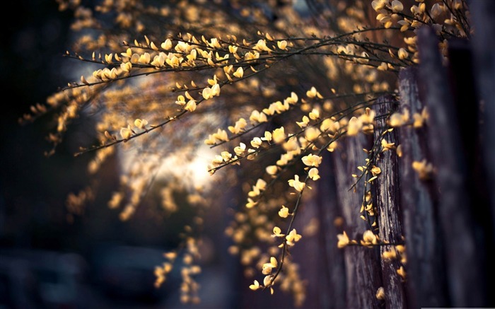 fleur d'arbre jaune-beau printemps papier peint de bureau Vues:11800