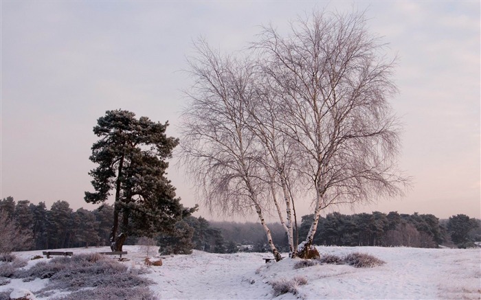 Inverno frio - Paisagem natural Papel de parede da área de trabalho Visualizações:8923