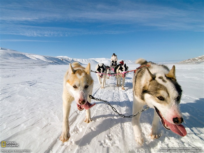 Trineo de perros Norway-National Geographic Travel Photos Vistas:9940