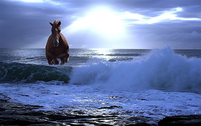 Free Wind-Amazing Horse theme wallpaper Views:19345 Date:2012/2/8 1:08:42